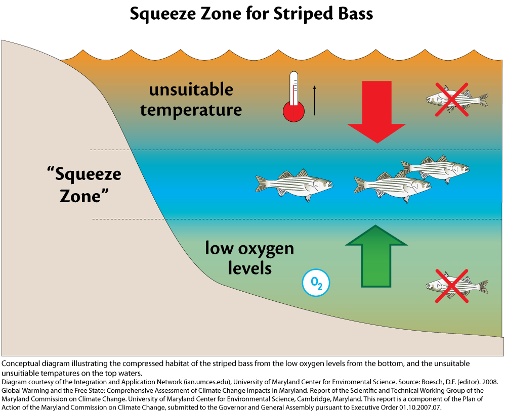 Squeeze Zone for Striped Bass Media Library Integration and