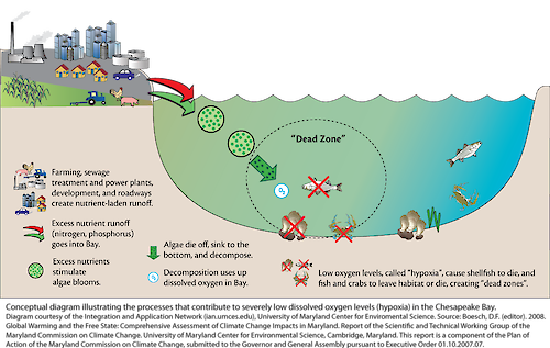 Conceptual Diagram illustrating the process that creates low oxygen levels in an estuary.