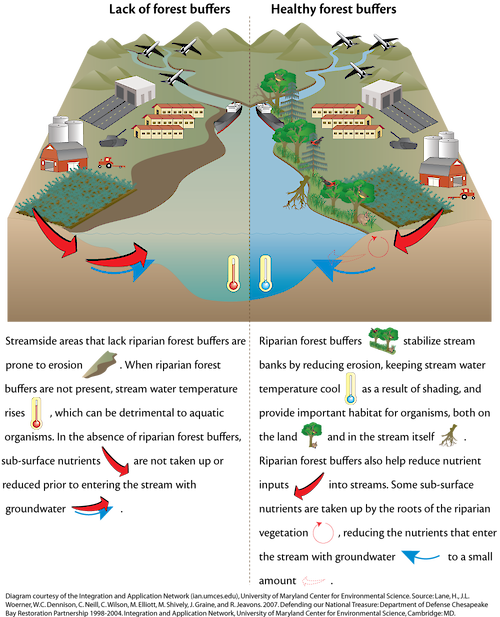 Diagram illustrating how restoration of riparian forest buffers helps recycle nutrients and improve water quality.