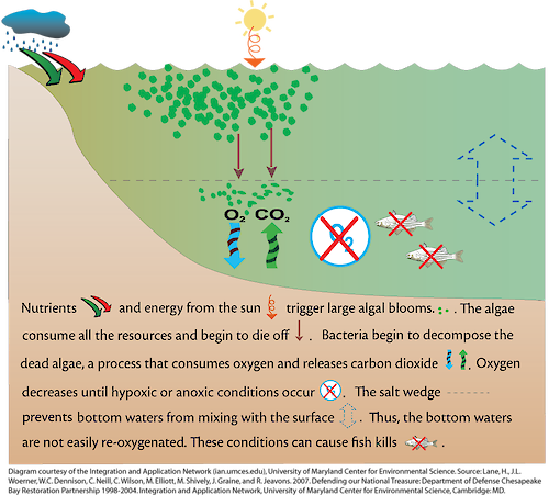 Conceptual diagram illustrating how nutrients trigger large algae blooms, which decrease oxygen.