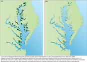 Conceptual diagram illustrating how Chesapeake Bay aquatic grasses, in general, have been declining over the last several decades due to poor water quality.