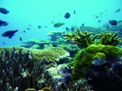 Diverse fringing reef