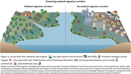 Conceptual diagram illustrating the process in which wetlands migrate during sea-level rise.
