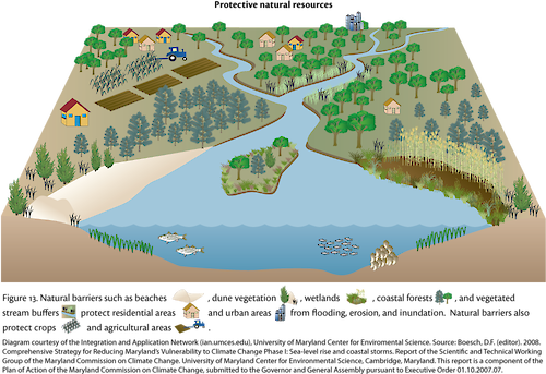 Conceptual diagram illustrating how natural buffers can help prevent erosion and flooding in residential and urban areas.