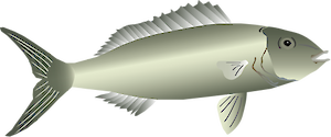 Front view illustration of an adult Green Jobfish.