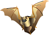 The Hawaiian Hoary Bat, known as ‘ope‘ape‘a in Hawai'i, has a heavy fur coat that is brown and gray, and ears tinged with white, giving it a frosted or 