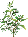 Front view illustration of a Koa tree, endemic to the Hawaiian islands. There are actually two species of koa native to Hawaii. The large forest koa is well known around the world for the beautiful hard wood. Koa's smaller cousin, koai?a, that once grew in the lowlands of most of the main Hawaiian Islands, has an even harder wood that is much prized for its gnarled grain.