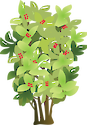 Front view illustration of a Christmas Berry. An introduced, invasive shrub or small tree.