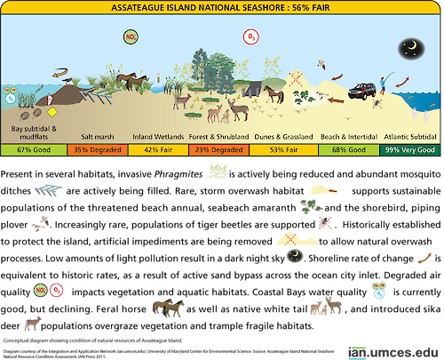 Diagram showing condition of habitats on Assateague Island.