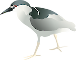 The Black-crowned Night Heron is found in wetland habitats used for foraging and terrestrial vegetation for cover. They nest in groups.