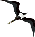 Bottom view illustration of a female Great Frigatebird. It is a large dispersive seabird in the frigatebird family. Major nesting populations are found in the Pacific and Indian Oceans, as well as a population in the South Atlantic.