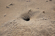 Crab hole on the beach of Assateague Island, Maryland