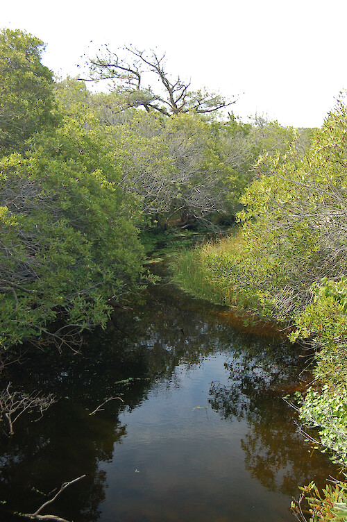 A freshwater forest on Assateague Island, Maryland