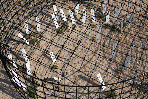 These cages protect sea beach amaranth, an endangered species, from deer and wild horses