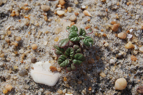 The seabeach amaranth is an endangered species, this one was found on Assateague Island, Maryland