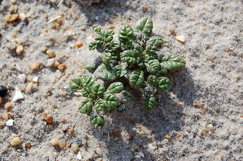 The seabeach amaranth is an endangered species, this one was found on Assateague Island, Maryland