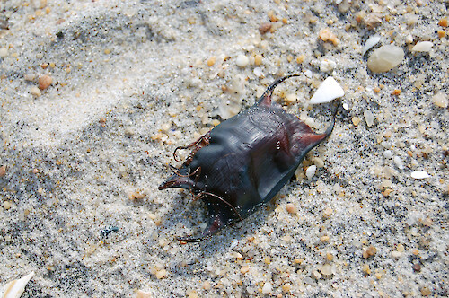 Egg case found on the beaches of Assateague Island, Maryland