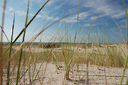 American dune grass found on the beaches of Assateague Island, Maryland