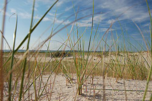 American dune grass found on the beaches of Assateague Island, Maryland