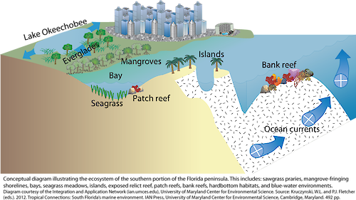 Conceptual diagram illustrating the ecosystem of the southern portion of the Florida peninsula.