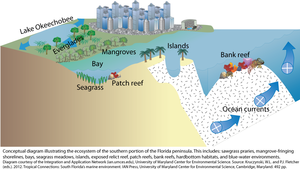 South Florida peninsula habitat Media Library Integration and