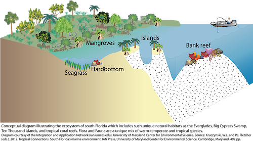 Conceptual diagram illustrating the ecosystem of south Florida which includes such unique natural habitats as the Everglades, Big Cypress Swamp, Ten Thousand Islands, and tropical coral reefs.