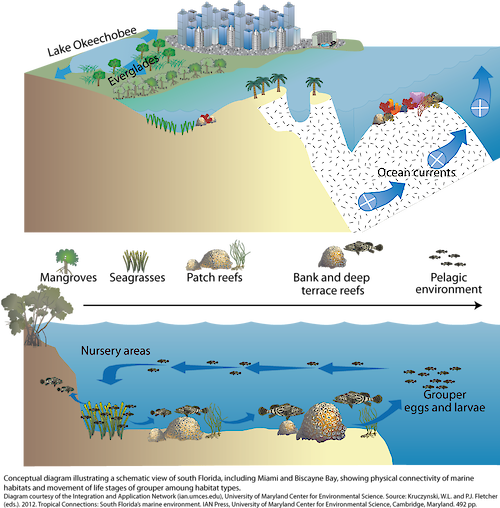 Conceptual diagram illustrating a schematic view of south Florida, including Miami and Biscayne Bay, showing physical connectivity of marine habitats and movement of life stages of grouper among habitat types.