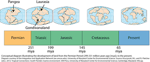 Conceptual diagram illustrating the development of land from the Permian Period (299-251 million years ago [mya]), to the present.