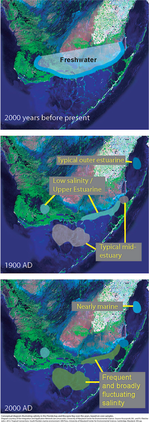 Conceptual diagram illustrating salinity in the Florida bay and Biscayne Bay over the years, based on core samples.