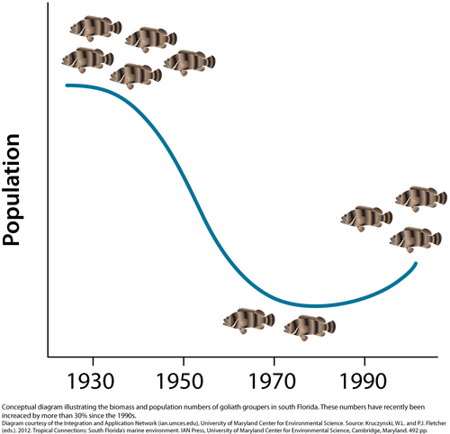 Conceptual diagram illustrating the biomass and population numbers of goliath groupers in south Florida.