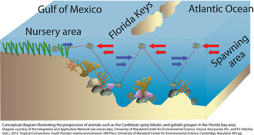 Conceptual diagram illustrating the progression of animals such as the Caribbean spiny lobster, and goliath grouper in the Florida bay area.