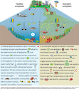 Conceptual diagram illustrating the contributing factors toward a healthy and eutrophic ecosystem.