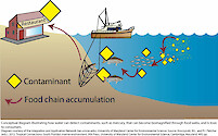 Conceptual diagram illustrating how water can detect contaminants, such as mercury, that can become biomagnified through food webs, and is toxic to consumers.