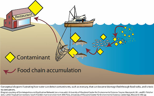 Conceptual diagram illustrating how water can detect contaminants, such as mercury, that can become biomagnified through food webs, and is toxic to consumers.