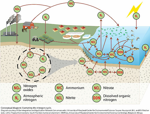 Conceptual diagram illustrating the nitrogen cycle.