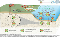 Conceptual diagram illustrating the phosphorus cycle.