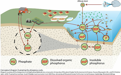Conceptual diagram illustrating the phosphorus cycle.
