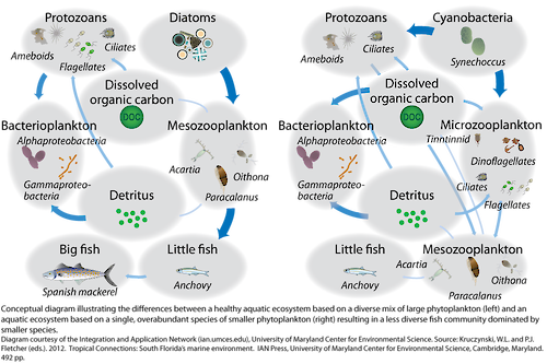 Conceptual diagram illustrating the impact of the phytoplankton community on the aquatic ecosystem.