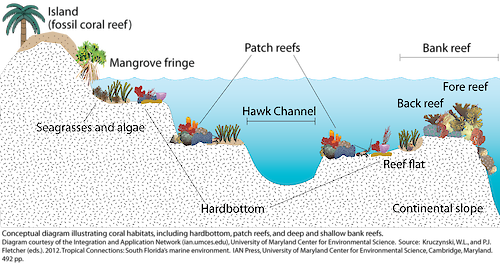 Conceptual diagram illustrating coral habitats from Cape Florida to the Dry Tortugas. In this region, corals occur on hardbottom habitats, patch reefs, and deep and shallow bank reefs.