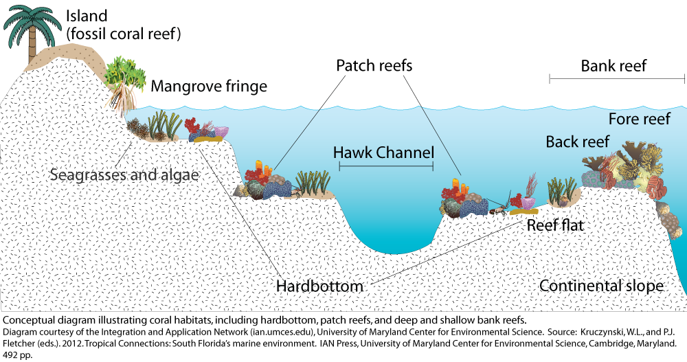 Coral habitats Media Library Integration and Application Network