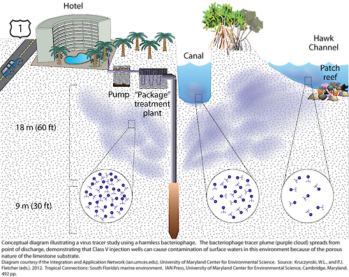 Conceptual diagram illustrating a virus tracer study demonstrating that Class V injection wells can cause contamination of surface waters within the environment due to the porous nature of the limestone substrate.