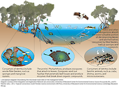 Conceptual diagram illustrating the microbial food web of the mangrove forest.