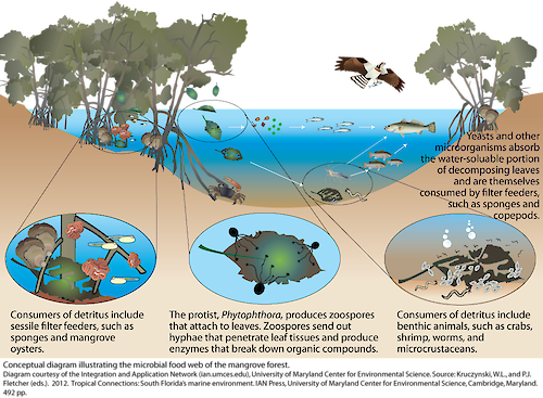 Conceptual diagram illustrating the microbial food web of the mangrove forest.