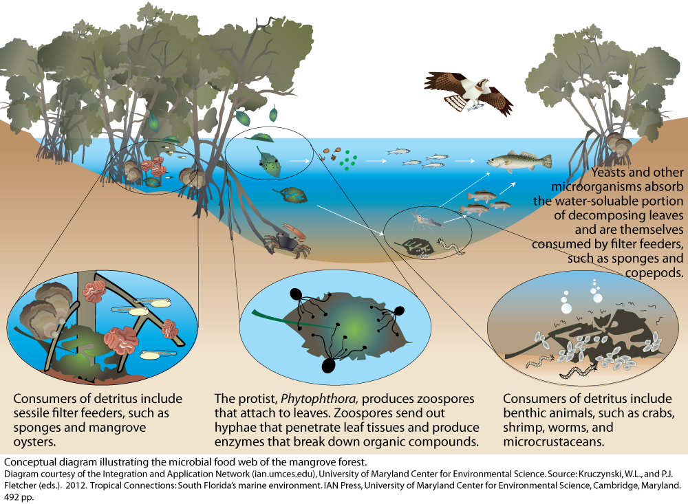 Microbial food web of the mangrove forest | Media Library | Integration and  Application Network