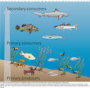 Conceptual diagram illustrating a simplified seagrass food web showing several commercially important consumers.