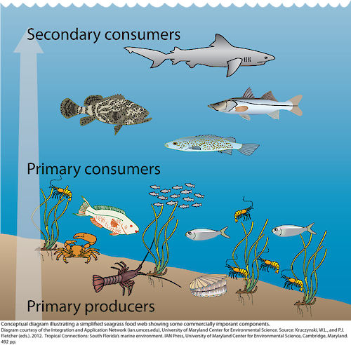Conceptual diagram illustrating a simplified seagrass food web showing several commercially important consumers.
