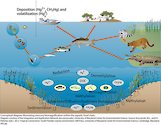 Conceptual diagram illustrating the biomagnification of mercury within the aquatic food chain.