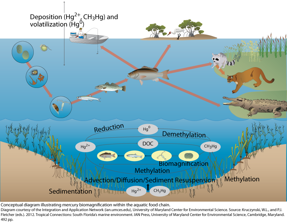 Ecosystem Diagram With Explanation - Chain Food Supply Sketchbubble Ppt ...