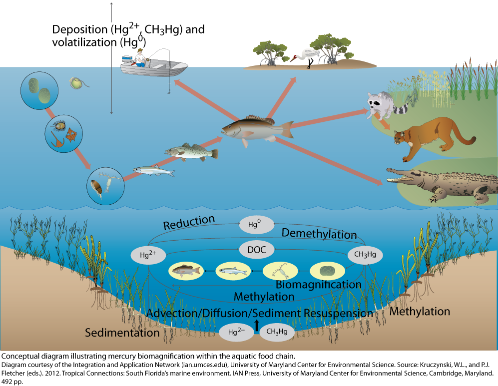 Example Of Food Chain In Marine Ecosystem At Steven Eversole Blog