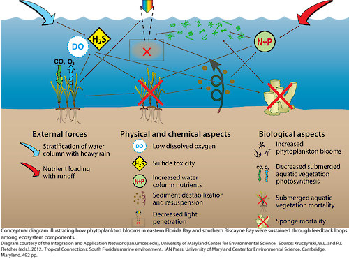 Conceptual diagram illustrating how phytoplankton blooms in eastern Florida Bay and southern Biscayne Bay were sustained through feedback loops among ecosystem components.